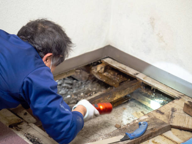 Why You Should Choose Our Mold Remediation Services in Cliffside Park, NJ